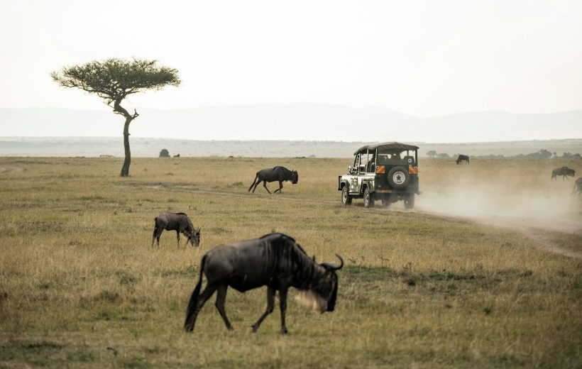 Luxury Flying Package - Amboseli And Mara